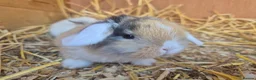 Mini Lop rabbits for sale: 🧡Absolutely gorgeous mini lop babies 🧡 - Advert 16