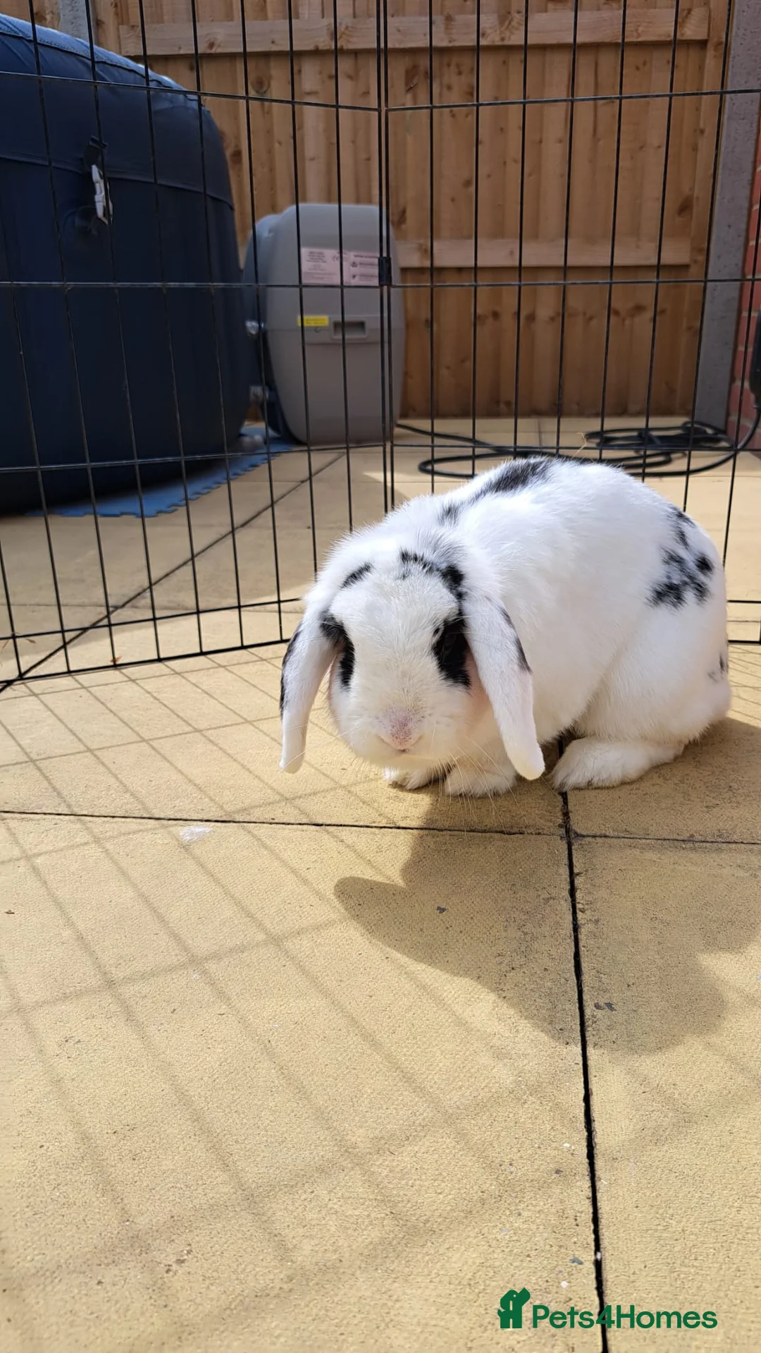 Mini Lop rabbits for sale: Mini lop femail rabbitt - Advert 2
