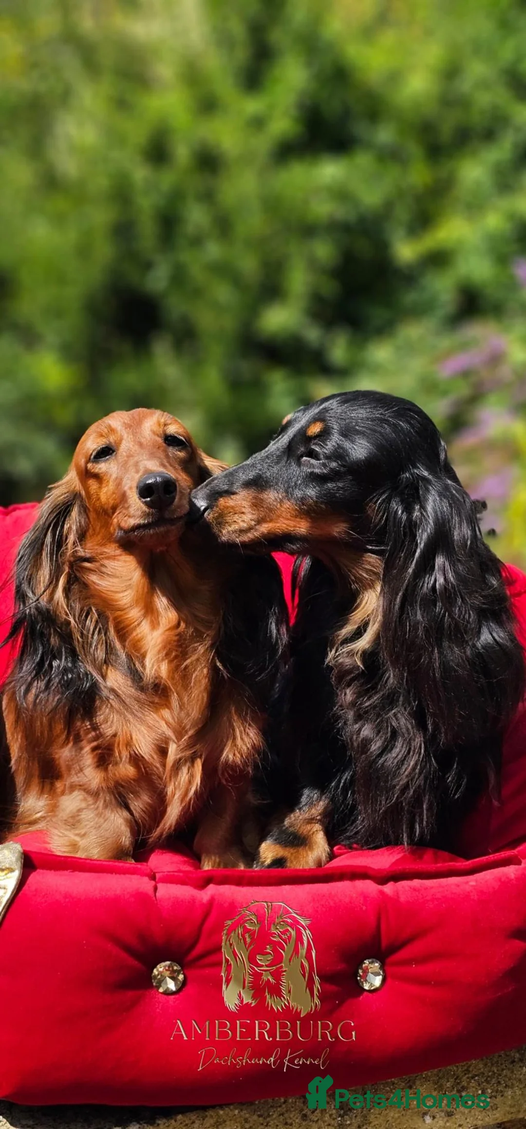 Miniature Dachshund dogs for sale:  MAGNIFICENT RED SHADED, Exceptional Pigmentation  in Wisbech - Advert 1