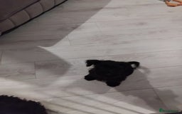 Miniature Schnauzer dogs for sale: Milo & Trent - Image 16