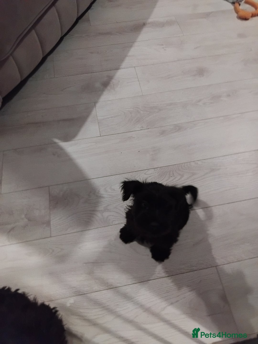 Miniature Schnauzer dogs for sale: Milo & Trent - Image 16