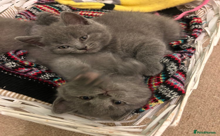 Scottish Fold cats - Advert 2