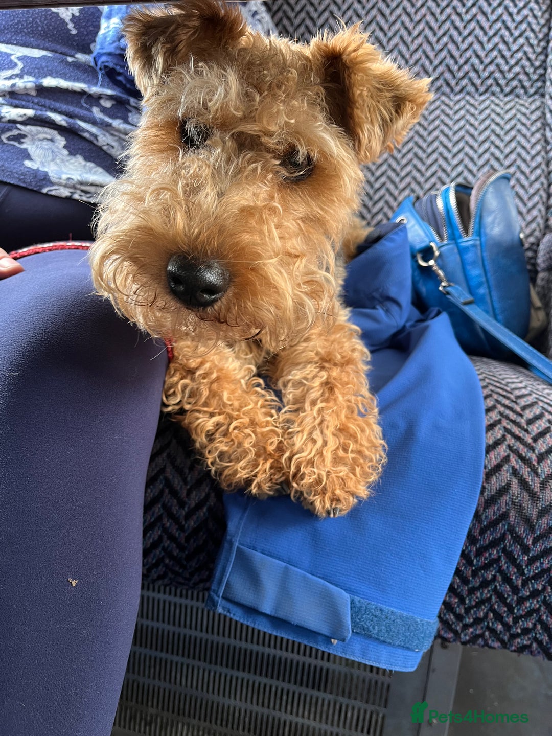 Welsh Terrier dogs for sale: Top Quality Welsh Terrier Male Puppies for Sale - Advert 13