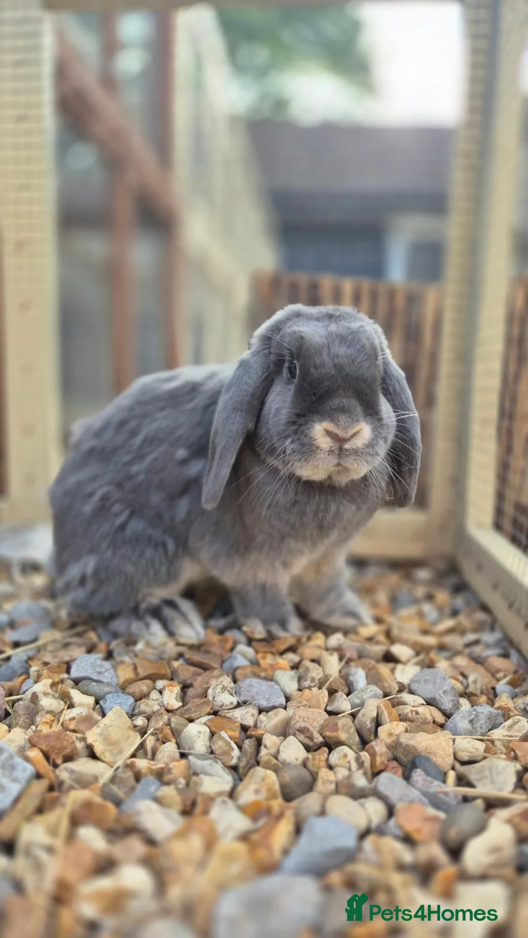 Dwarf Lop rabbits for sale: Smokey & Bob - Advert 2