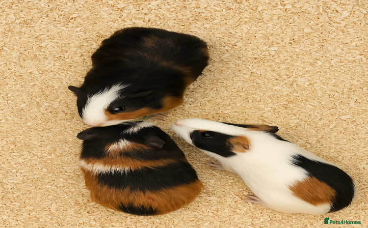 Guinea Pig rodents - Advert 2