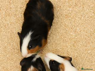 Guinea Pig rodents - Advert 1