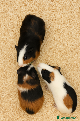 Guinea Pig rodents - Advert 7