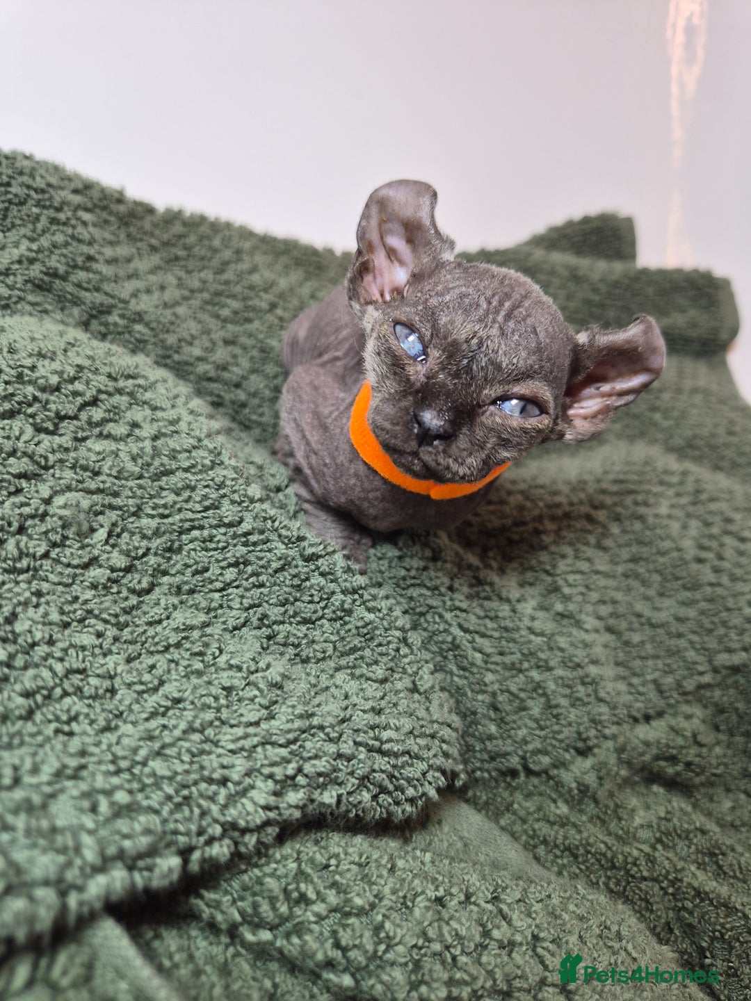 Sphynx cats for sale: Sphynx kittens  - Image 10