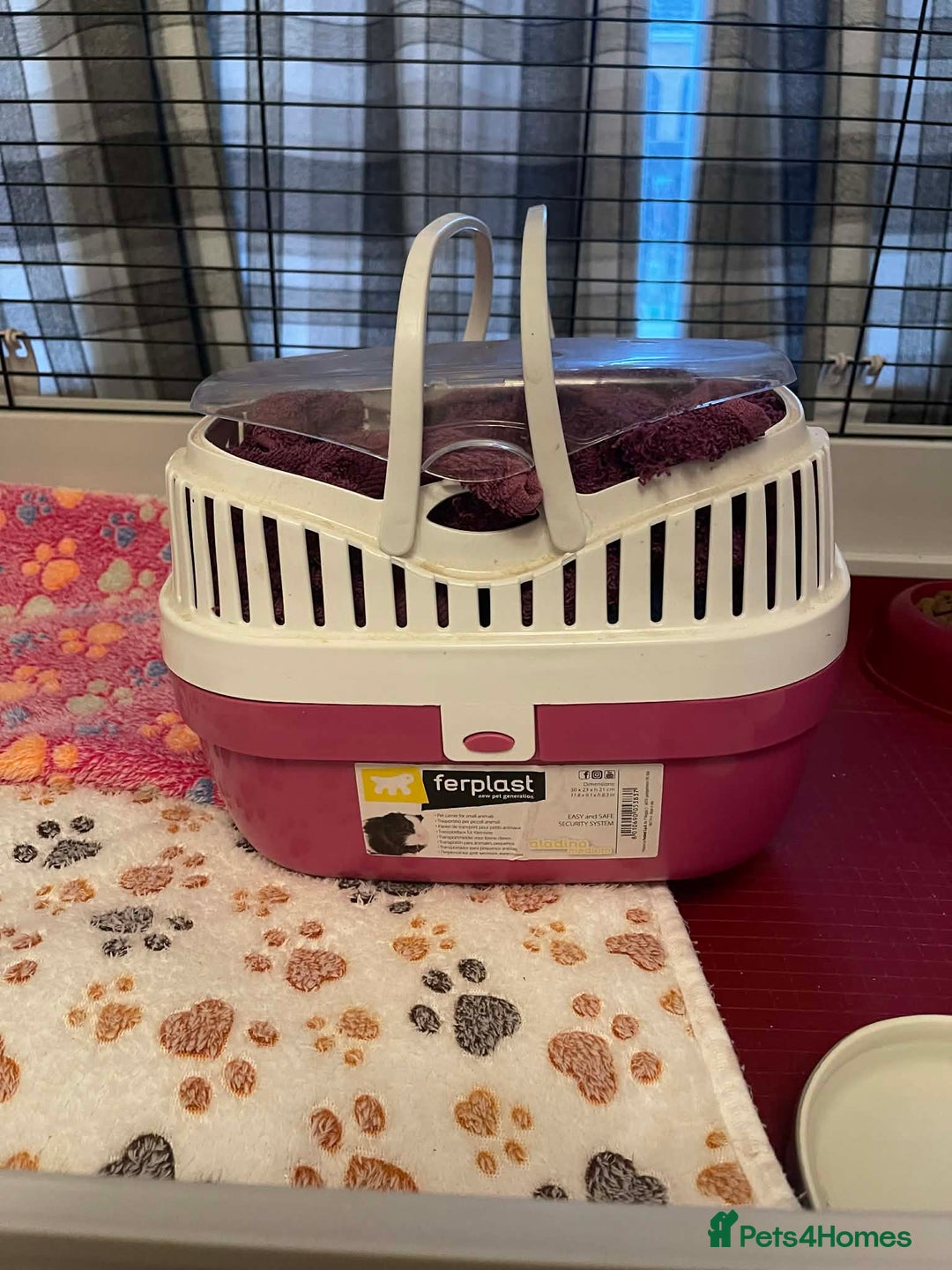 Pygmy Hedgehog rodents for sale: African Pygmy hedgehogs x2 with cage etc. - Advert 6