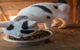 Mixed Breed cats for sale: We are Domino and Dora - Image 5