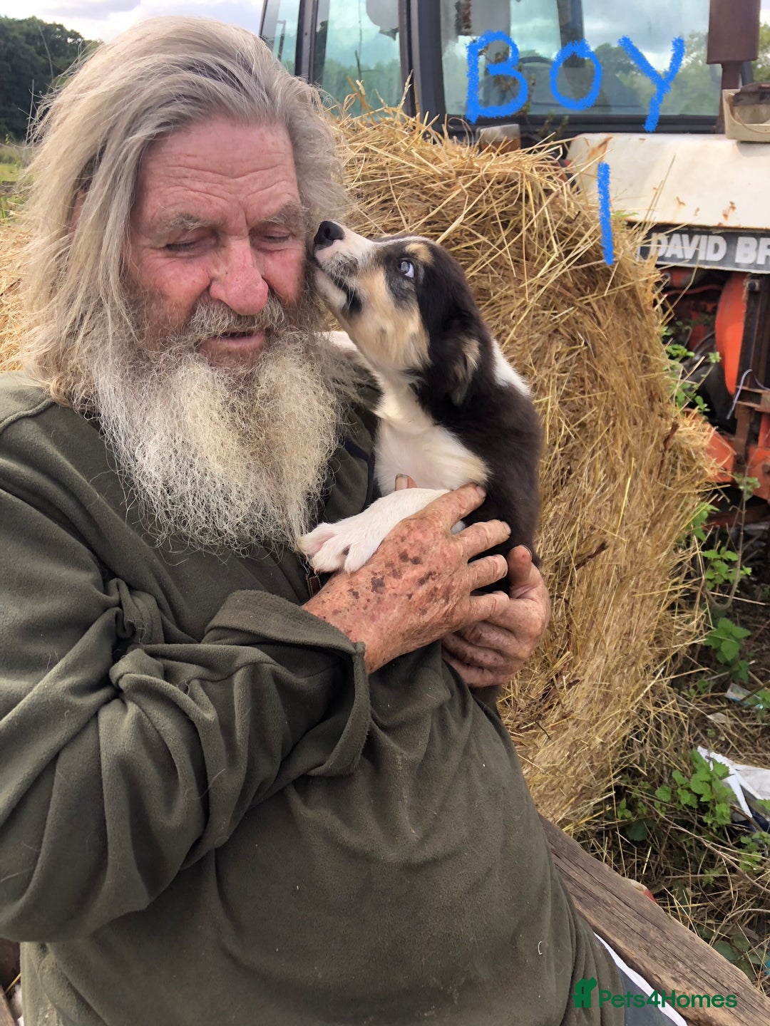 Border Collie dogs for sale: Traditional rough coated Border collie pups - Image 3