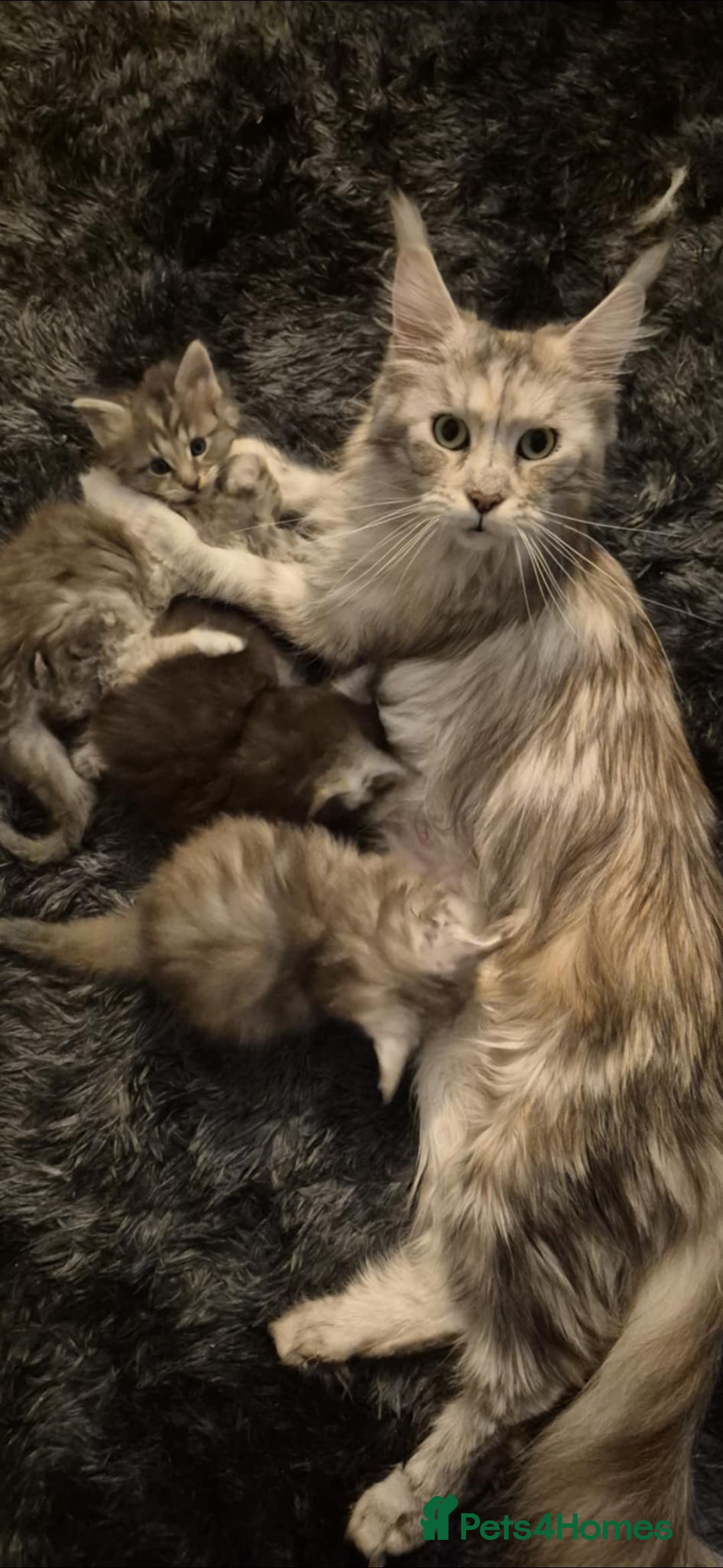 Maine Coon cats for sale: Full Pedigree blue smoke Maine Coon Kittens  - Advert 10