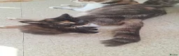 Bengal cats for sale: Beautiful kittens for sale  in Nottingham - Advert 15