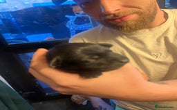 Mixed Breed dogs for sale: Blue staff x Black labrador puppies  - Advert 20