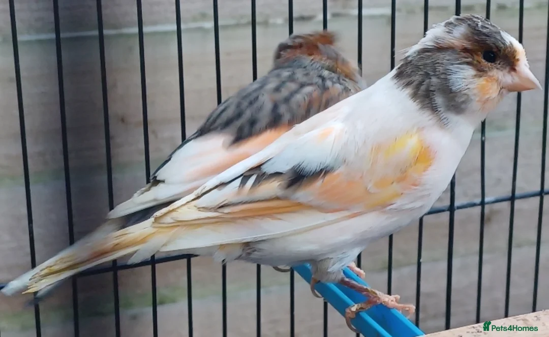 Canaries birds for sale: HARLEQUIN RED FACTOR PORTUGUESE CREASTED  - Advert 8