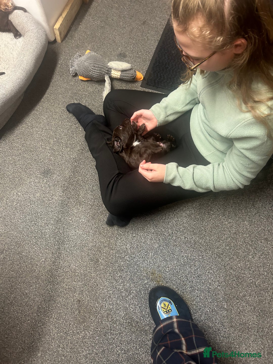 Cocker Spaniel dogs for sale: Working cocker spaniels - Advert 3