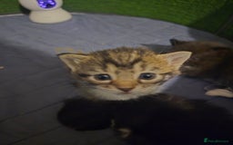 Mixed Breed cats for sale: Mixed ragdoll x siberian  - Image 3