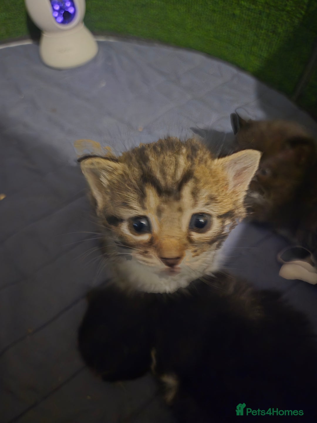 Mixed Breed cats for sale: Mixed ragdoll x siberian  - Image 3