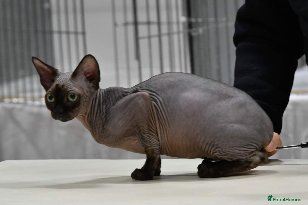 Sphynx cats for sale: Female Sphynx Looking For New Lap to Love - Advert 3