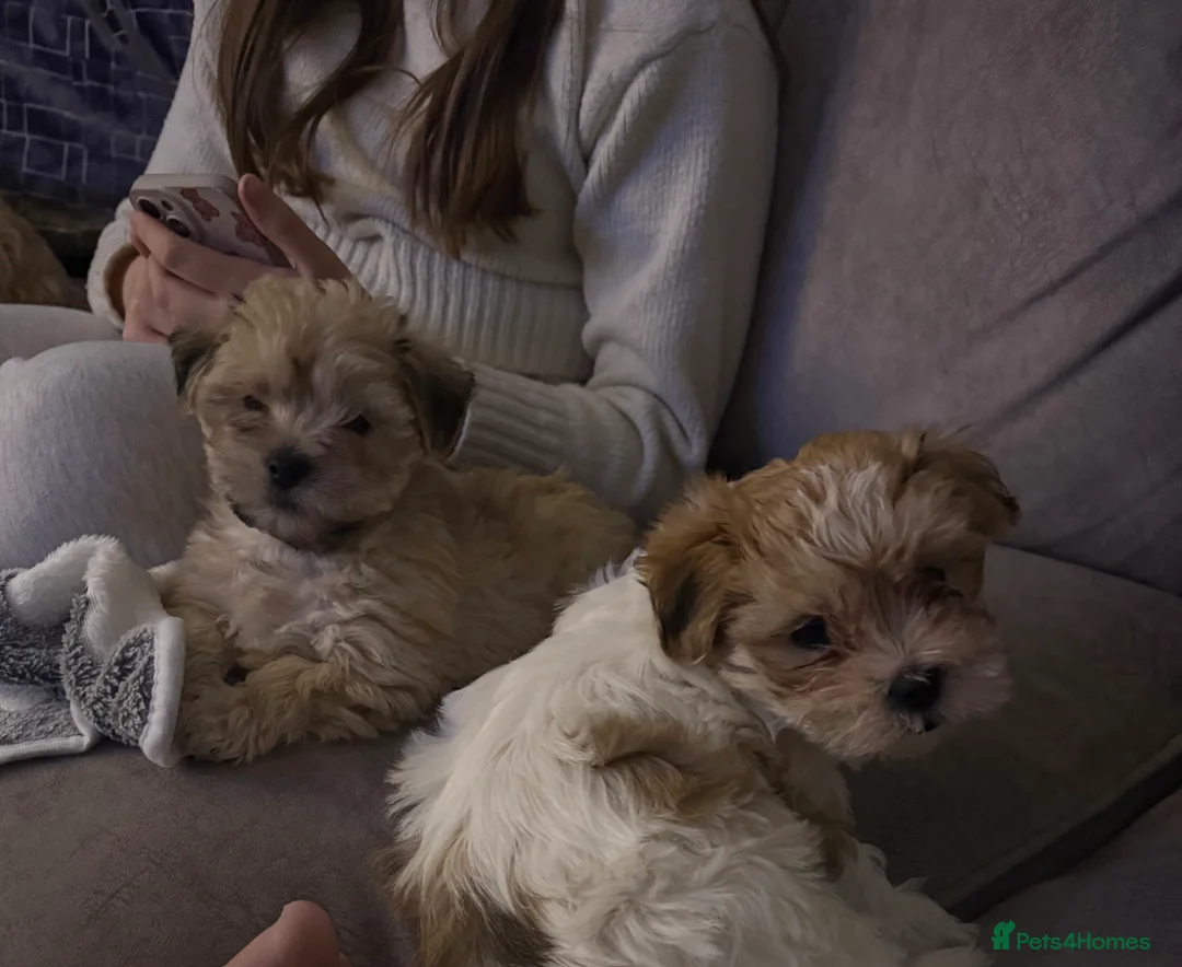 Lhasa Apso dogs for sale: READY NOW 2 beautiful lhatese boy pups  - Advert 3