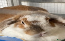 Mini Lop rabbits for sale: Loving home needed - Image 2