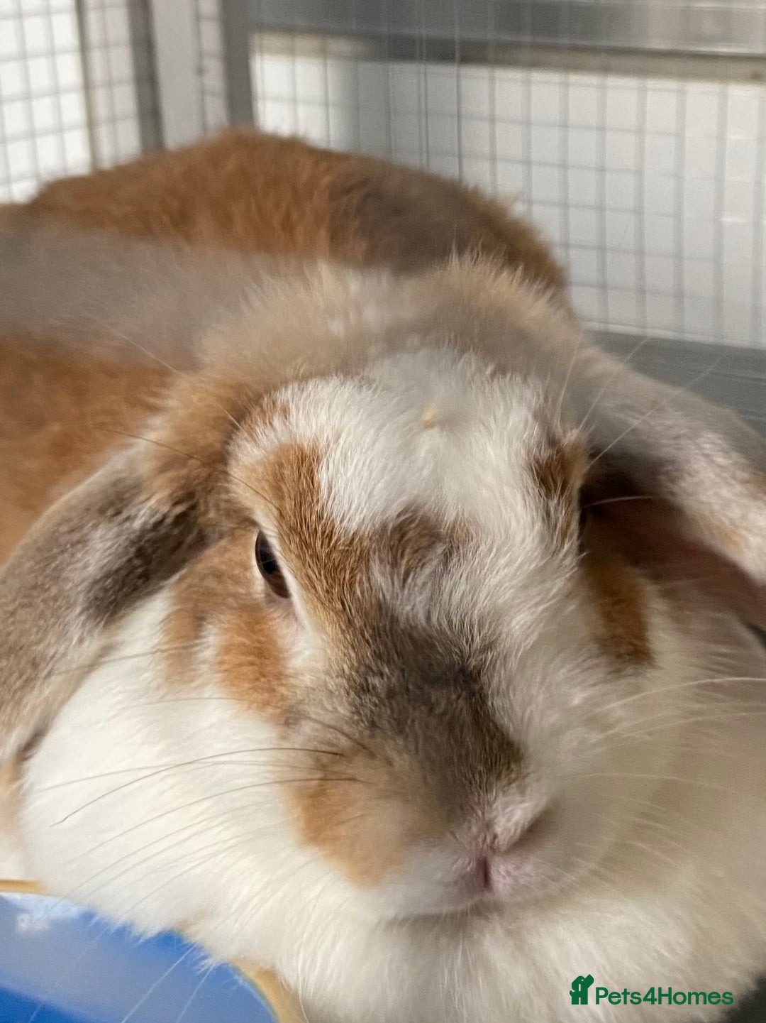 Mini Lop rabbits for sale: Loving home needed - Image 2
