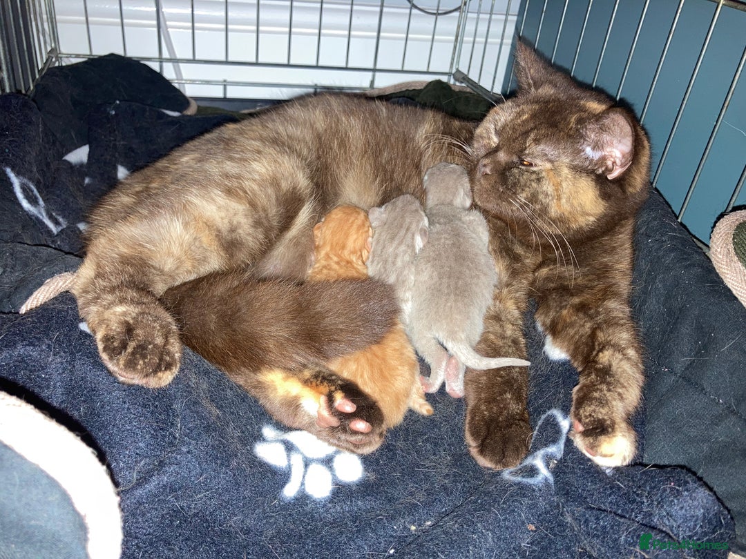 British Shorthair cats for sale: Chocolate tortie champion bloodline Queen ACTIVE - Advert 4
