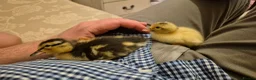 Ducks poultry for sale: Adorable, hand-raised pet ducklings - Advert 8