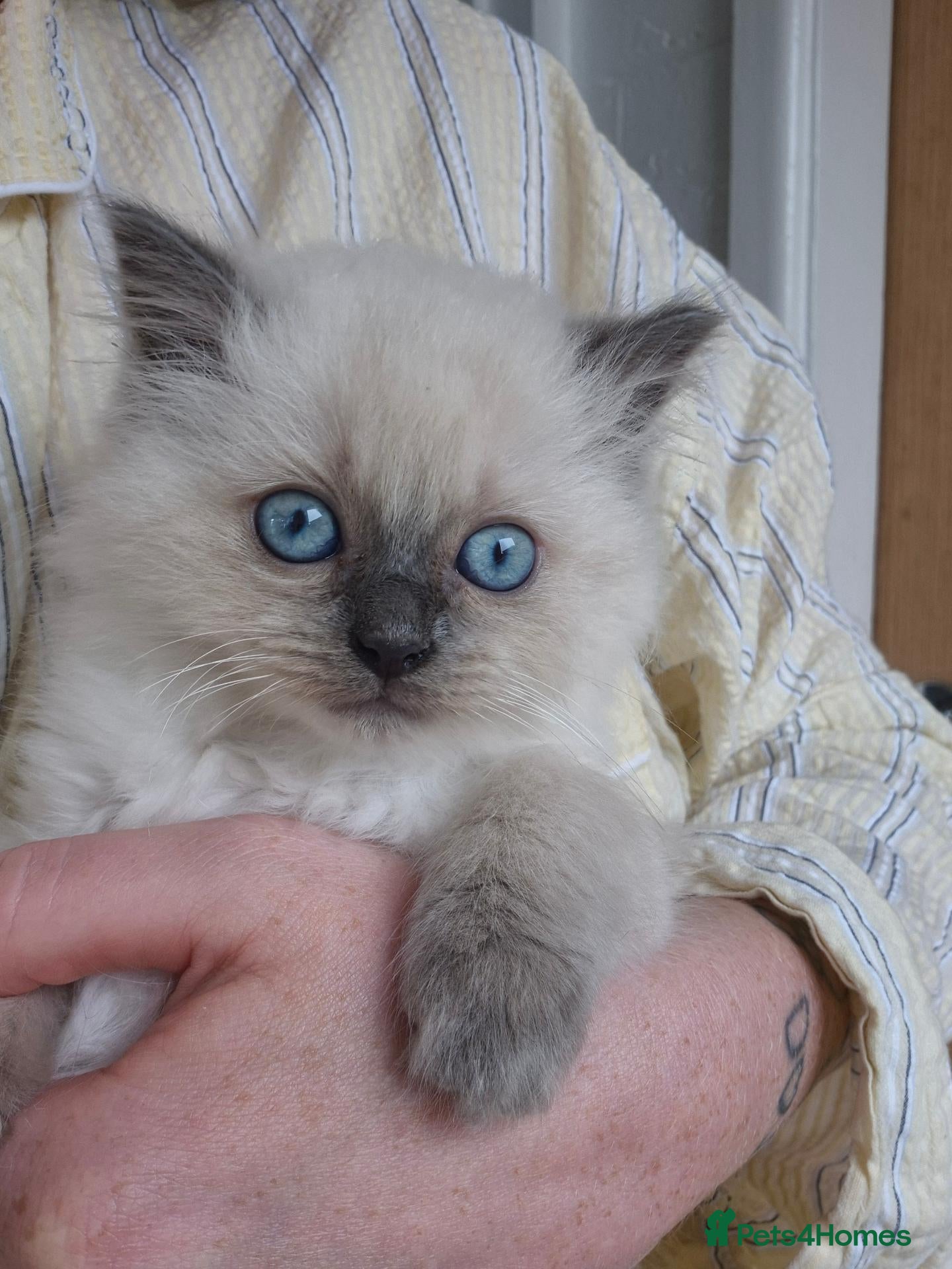 Ragdoll cats Beautiful Female Ragdoll Kittens - Advert 18