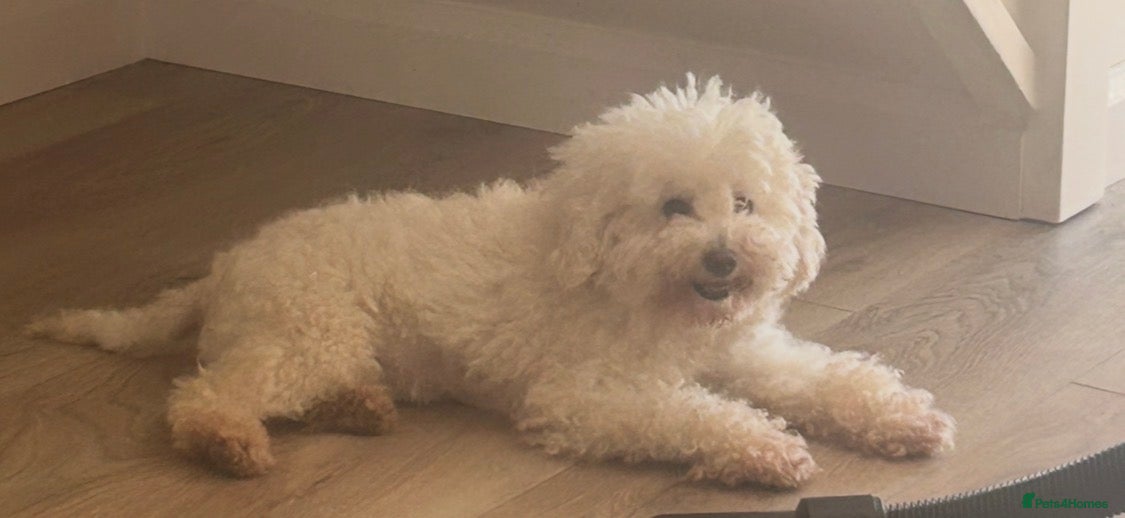 Maltipoo dogs Tiny fluffy girl  - Advert 1