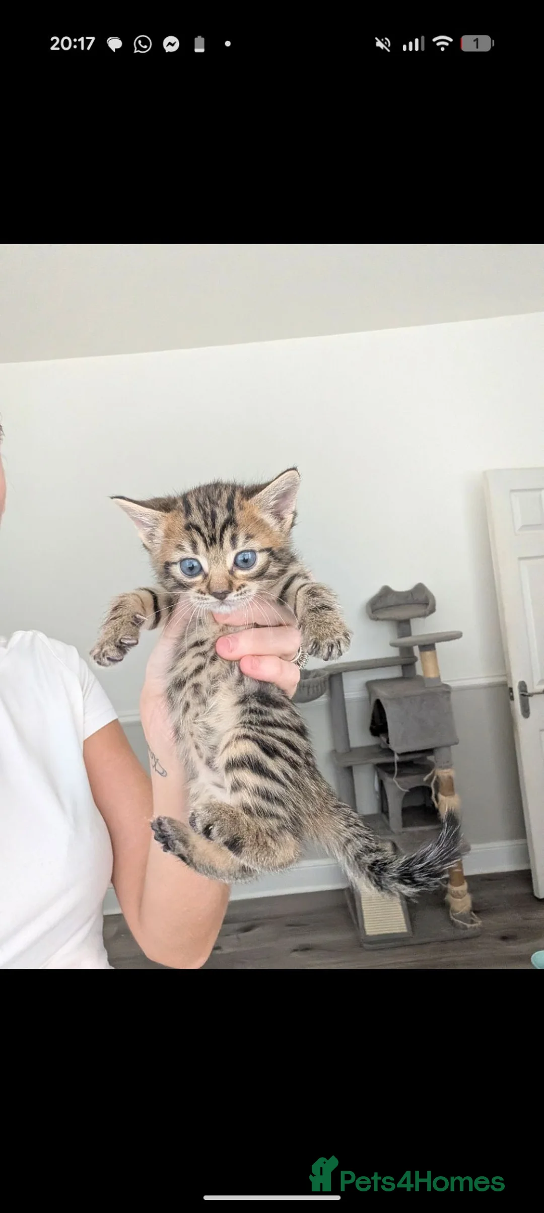 Mixed Breed cats for sale: Mixed Breed Bengal Kittens  in Portsmouth - Advert 1