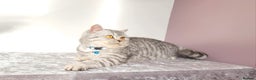 British Shorthair cats for sale: Amazing Quality Pedigree British Shorthair Kittens - Advert 23