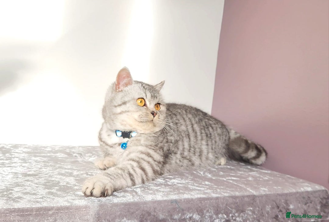 British Shorthair cats for sale: Amazing Quality Pedigree British Shorthair Kittens - Advert 23