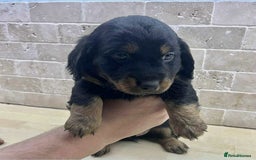 Dachshund dogs for sale: Miniature Dachshund puppies - Image 12