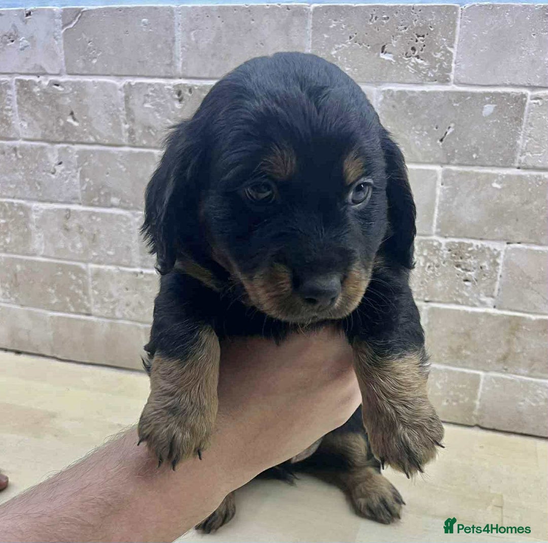 Dachshund dogs for sale: Miniature Dachshund puppies - Image 12