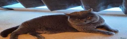 British Shorthair cats for sale: GCCF British shorthair kittens - Advert 18