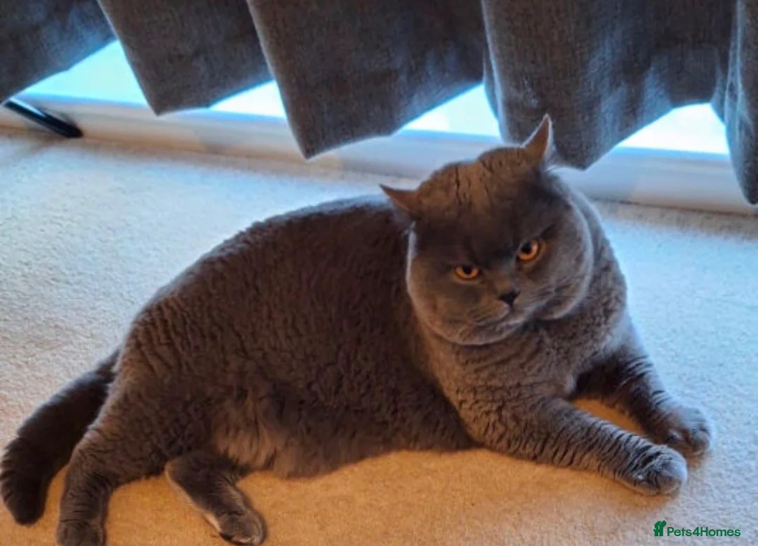 British Shorthair cats for sale: GCCF British shorthair kittens - Advert 18
