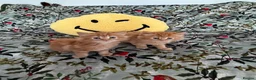 Mixed Breed cats for sale: The most adorable kittens 🐱🐱! - Advert 1