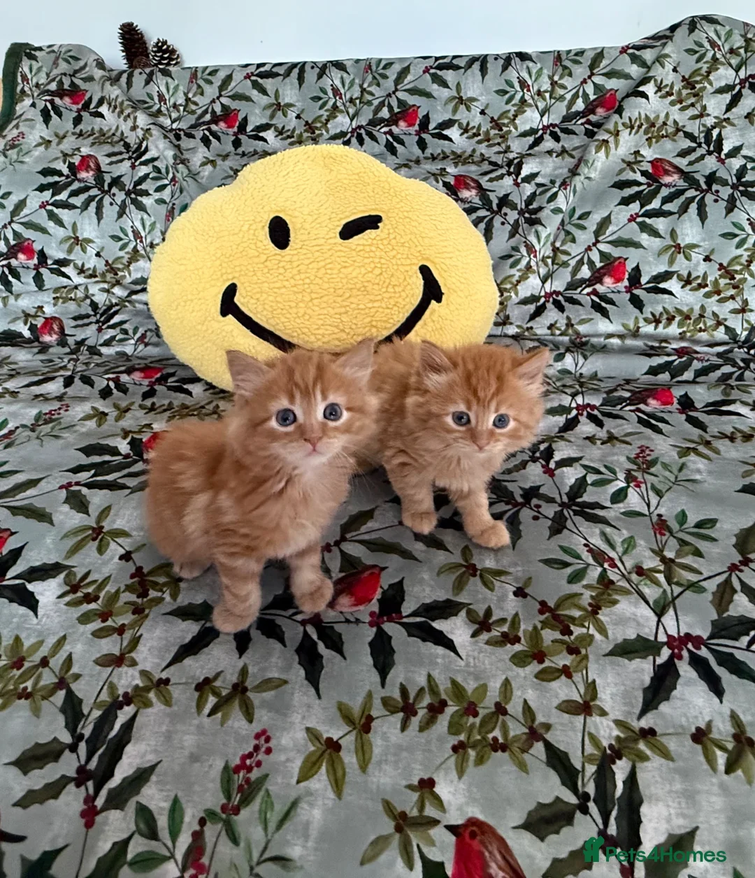 Mixed Breed cats for sale: The most adorable kittens 🐱🐱! - Advert 1