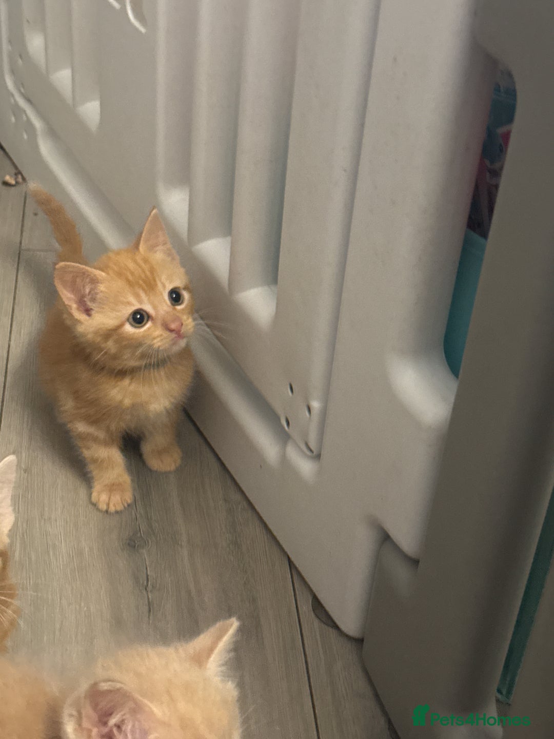 Domestic Shorthair cats for sale: Ginger kittens  - Image 11
