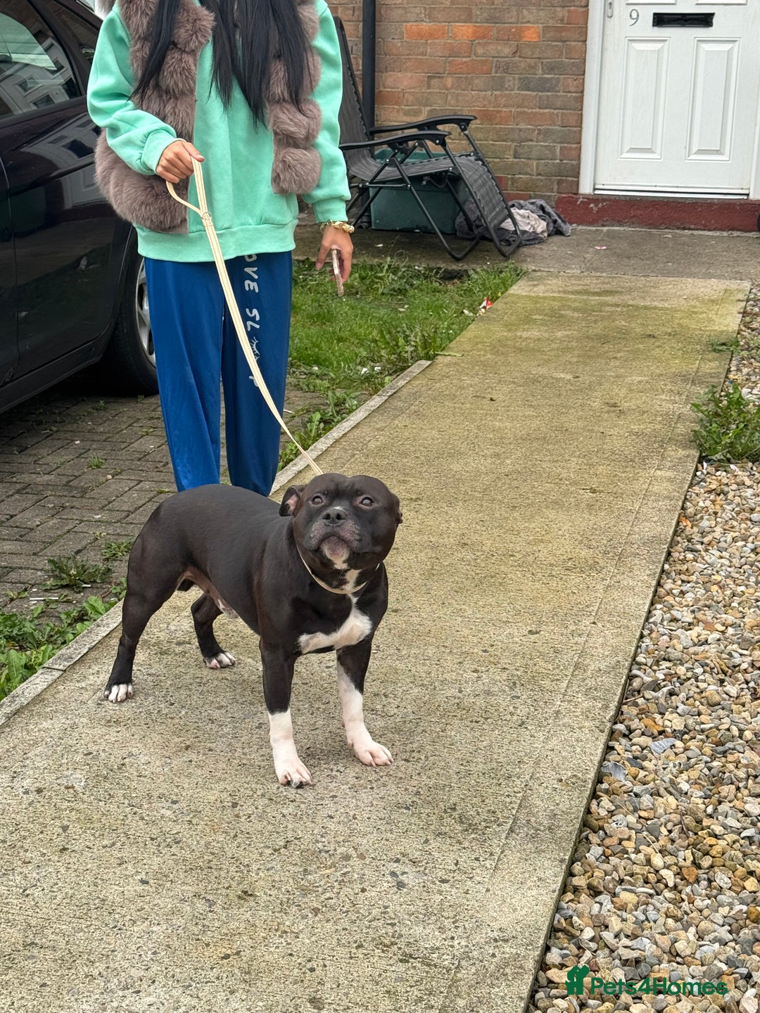 Staffordshire Bull Terrier dogs for stud: Django for stud - Image 5