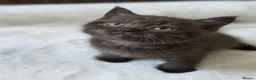 British Shorthair cats for sale: 5 Pure British Shorthair Kittens  in Watford - Advert 12