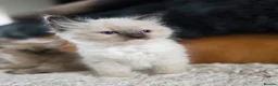 Ragdoll cats for sale: Quality Ragdoll Kittens - Advert 8
