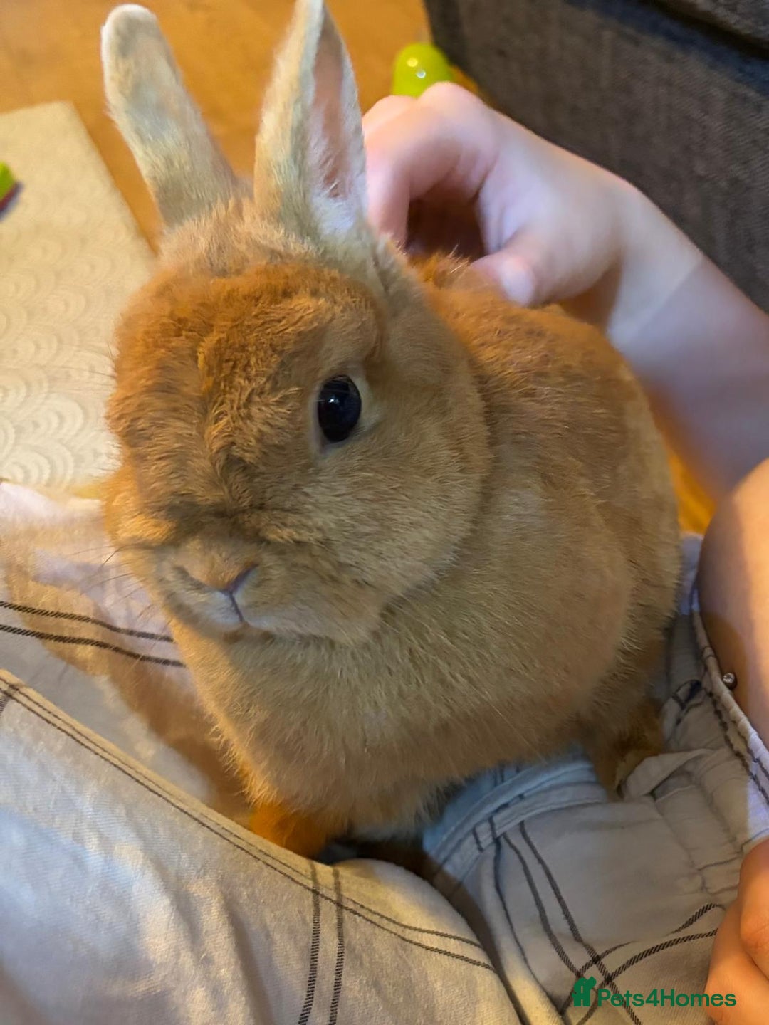 Netherland Dwarf rabbits for sale: Netherland dwarf rabbit  - Advert 4