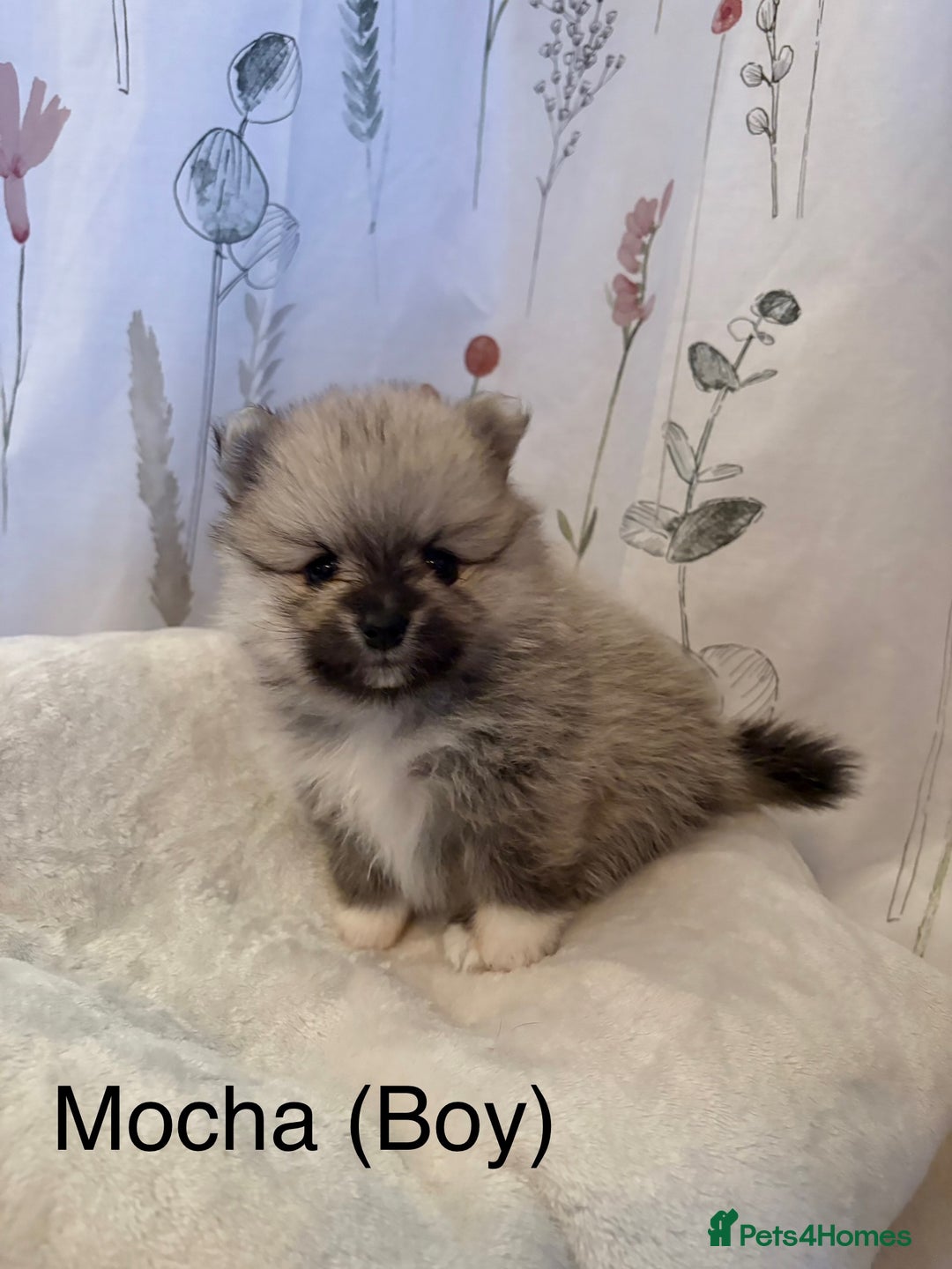 Pomeranian dogs for sale: Pomeranian Pups from Russian/ Chi Tien Champions - Advert 13