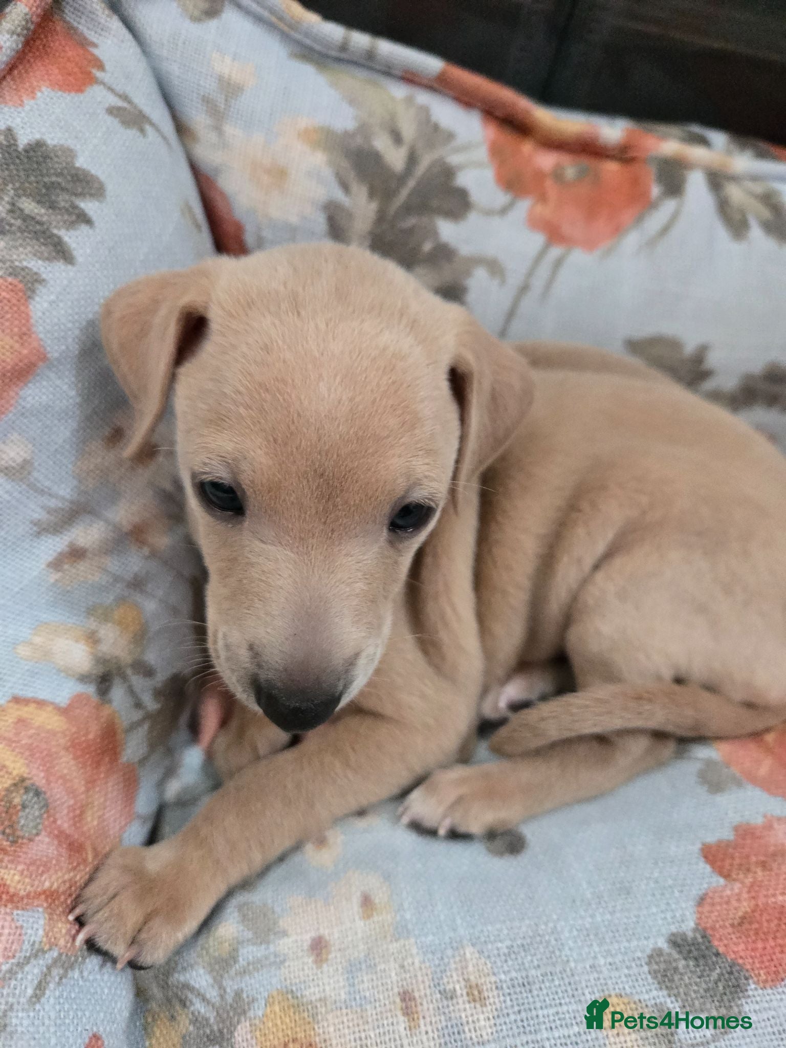 Italian Greyhound dogs 2 tiny KC registered Italian Greyhound boys - Advert 4