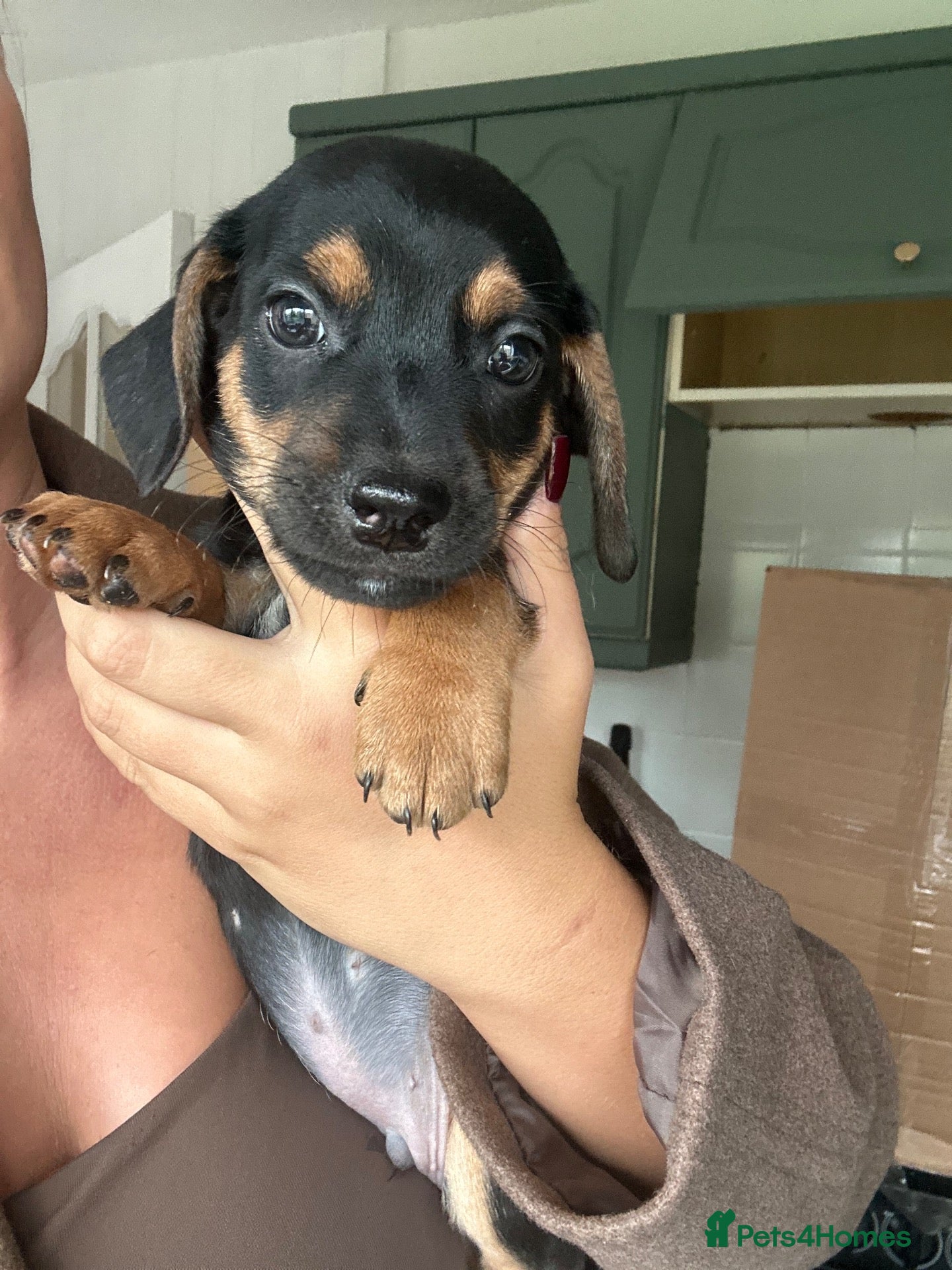 Mixed Breed dogs Ready soon! 🐾 Stunning JR / Dachshund Puppies 🐾  - Advert 1