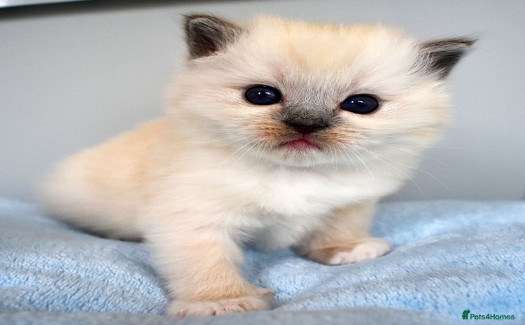 Ragdoll cats - Advert 6