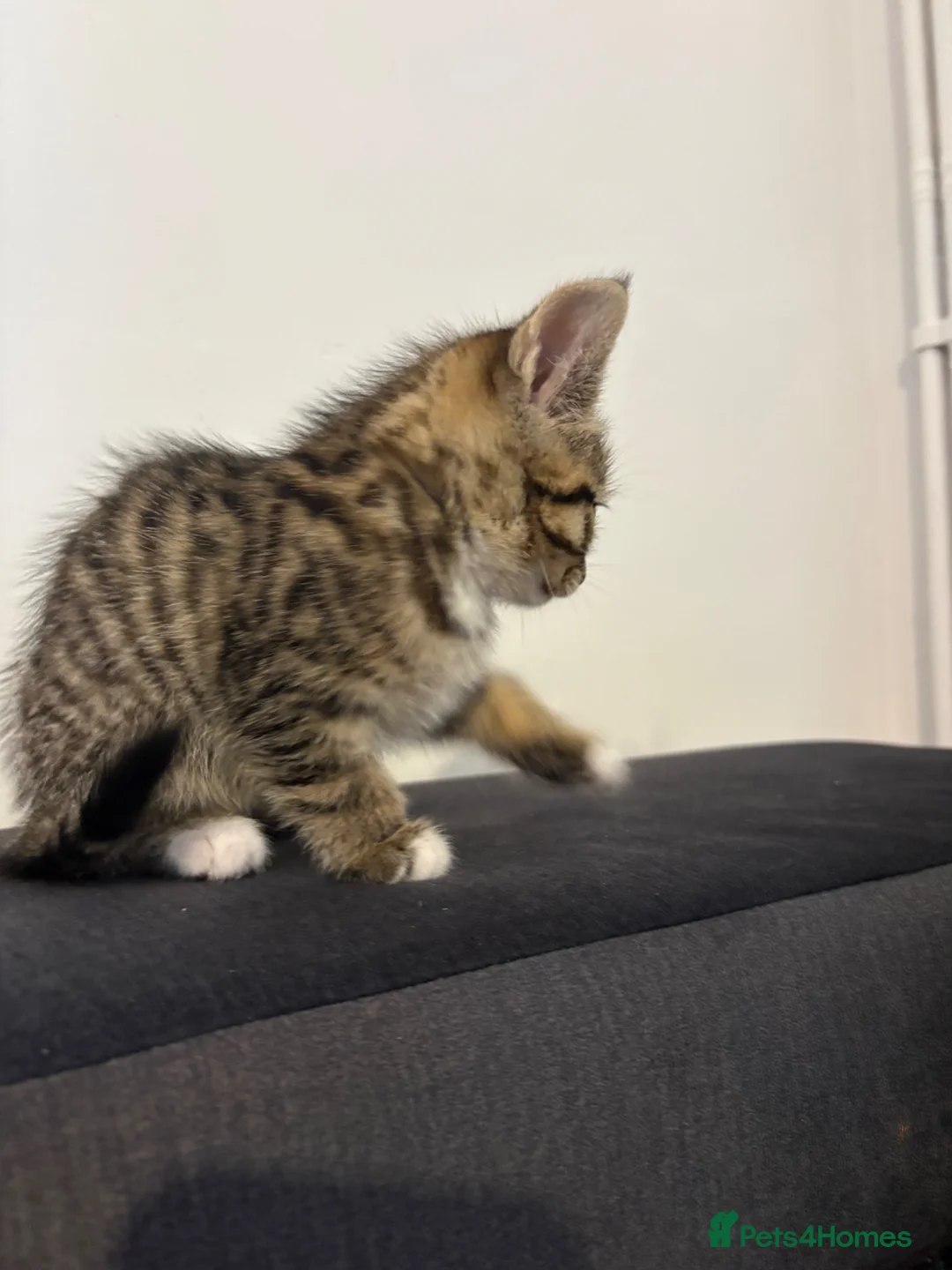 Mixed Breed cats for sale: Kittens  - Advert 2