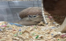 Gerbil rodents for sale: Two male gerbils to be rehomed asap - Image 4